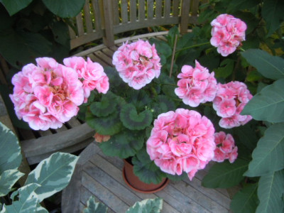 Pelargonie.JPG