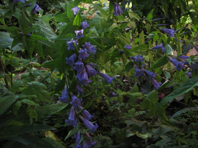 gentiana asclepiadea 2016-08-25 16.54 (4).jpg