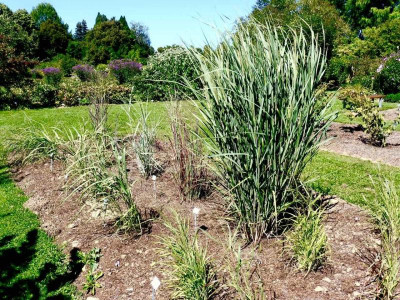 Panicum-Sichtung.jpg