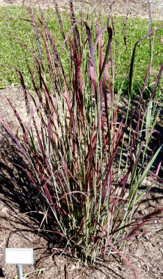 Panicum virgatum 'Prairie Fire'.jpg