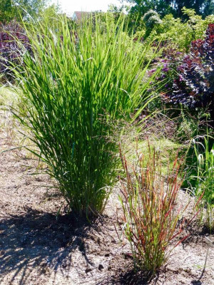 Panicum 'Thunder Cöoud' und 'Prairie Fire'.jpg
