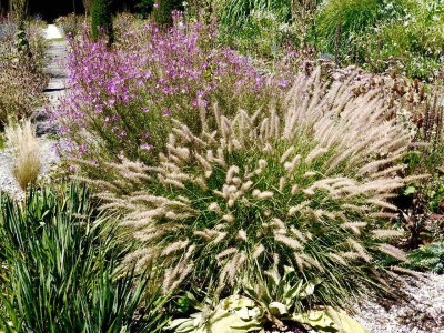 Pennisatum orientale und Epilobium dordonaei.jpg