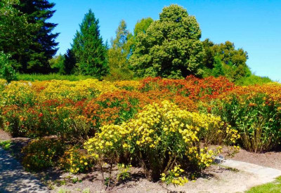 Helenium-Sichtung.jpg