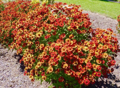 Helenium 'Salsa'.jpg