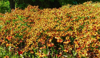 Helenium 'Lucas'.jpg