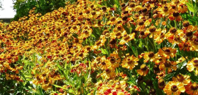Helenium 'Rauchtopas'.jpg
