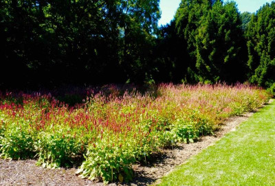 Persicaria-Sichtung.jpg