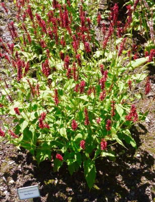Persicaria 'Red Baron'.jpg