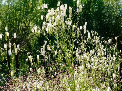 Sanguisorba 'Stand Up Comedian'.jpg