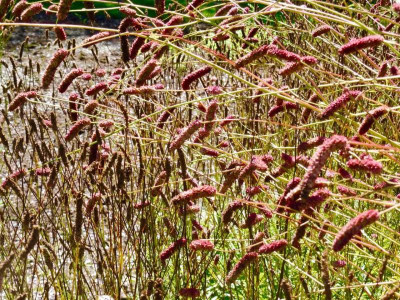 Sanguisorba 'Scapino'.jpg
