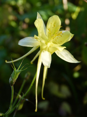 2016-08-25 Aquilegia.jpg