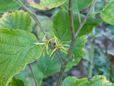 2016-08-25 Hamamelis.jpg