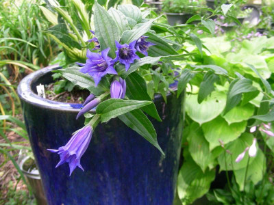 Gentiana asclepiadea DSCN9214.JPG