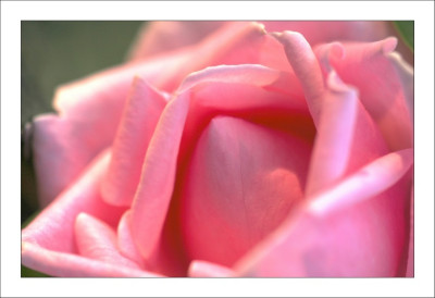 Rosa__Caroline_Testout_1_5-10-2006.jpg