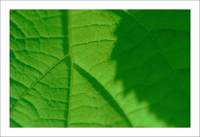 Hortensia_1_09-09-2006.jpg