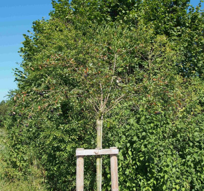 Aronia-oder2.jpg