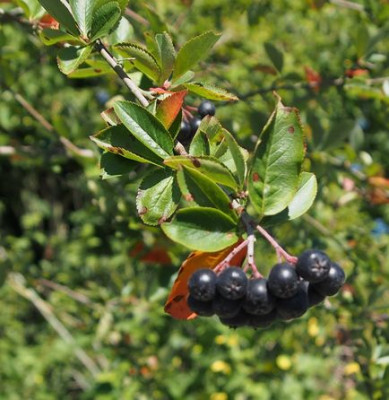 Aronia-oder1.jpg