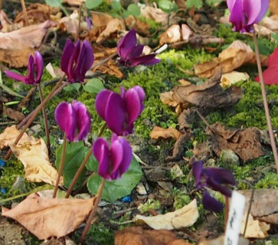 Cyclamen-pflaumenfarben1.jpg