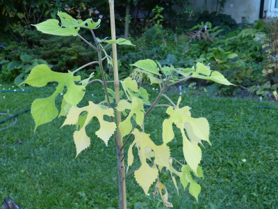 2016-08-25 Broussonetia papyrifera 1.jpg