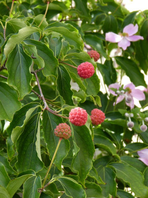 2016-08-14 Cornus kousa.jpg