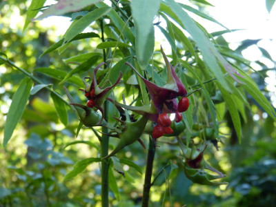 2016-08-26 Euonymus cornutus var quinquecornutus.jpg