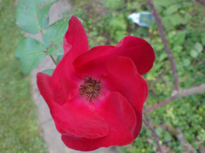 robusta_1.JPG