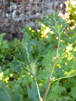 2016-08-26 Tilia platyphyllos 'Laciniata' 2.jpg