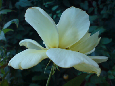 lichtkonigin_lucia1.JPG