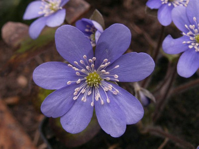 Hepatica-Maerz.jpg