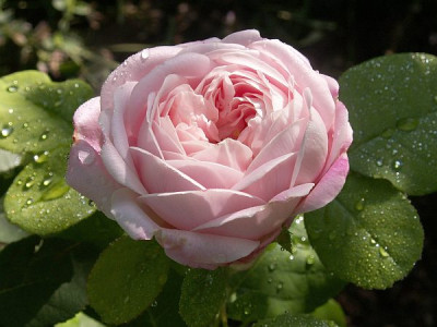 Mme-Jules-Finger-Juni.jpg
