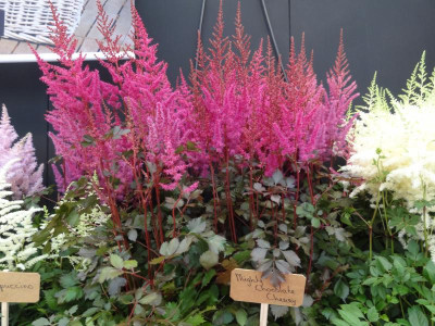 Astilbe Chocolate Cherry  Plantarium.JPG