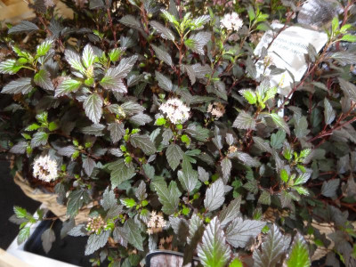 Physocarpus Little Joker Plantarium.JPG