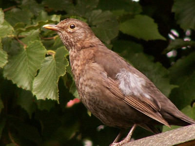 Junge-Amsel.jpg