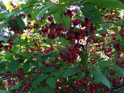 Euonymus planipes August 2016.JPG