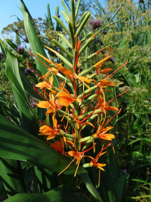 Hedychium coccineum Tara August 2016.JPG