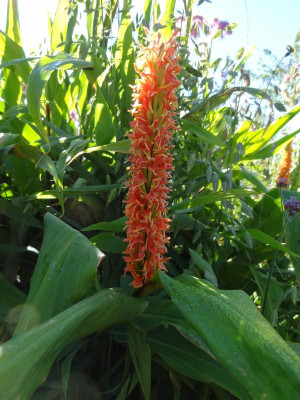 Hedychium densiflorum Assam Orange August 2016.JPG