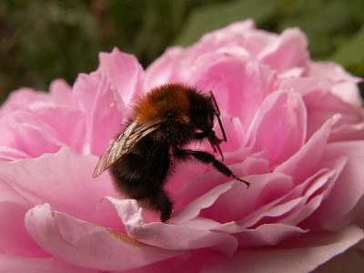 Hummel-im-Juli.jpg