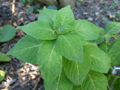 2016-08-28 Hydrangea serrata 'Myamae yae murasaki'.jpg