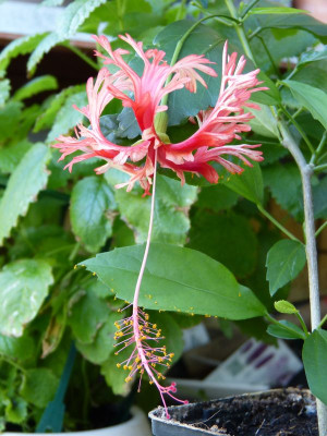 2016-08-28 Hibiscus schizopetalus.jpg