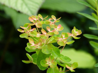 2016-06-22 Euphorbia palustris 'Teichlaterne'.jpg