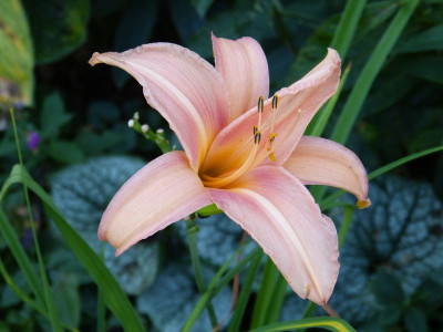 2016-08-28 Hemerocallis 'Hello Dolly'.jpg