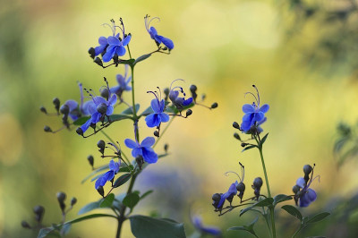 Clerodendrum ugandanse.jpg