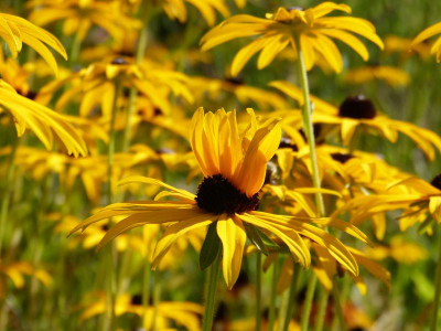 2016-08-28 Rudbeckia var Deami.jpg
