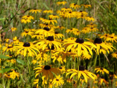 2016-08-28 Gartenimpressionen 3.jpg