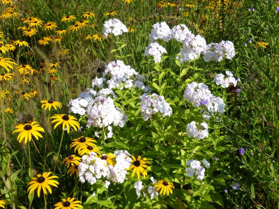 2016-08-28 Phlox 'Apfelblüte'.jpg