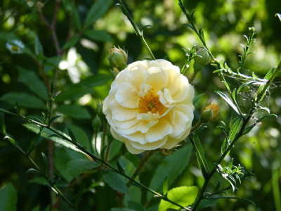 2016-08-28 Rosen 'Ghislaine de Feligonde'.jpg