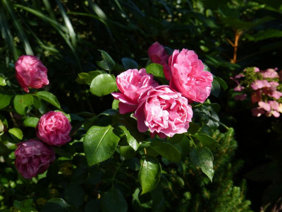 2016-08-28 Rosen 'Leonardo da Vinci'.jpg