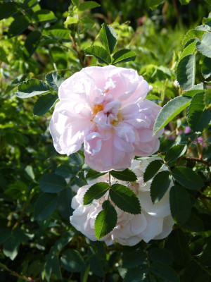 2016-08-28 Rosen 'Stanwell Perpetual'.jpg