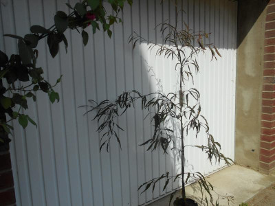 Fagus_syl_Habitus.JPG