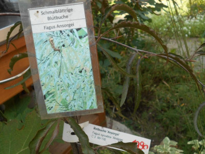 Fagus_syl_Schild.JPG